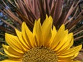 Sunflower \'sunrise\' against cordyline Royalty Free Stock Photo