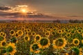 Sunflower sunrise