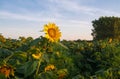 Sunflower at sunrise. Royalty Free Stock Photo