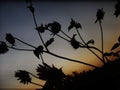 Sunflower sunrise Royalty Free Stock Photo