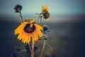 Sunflower sunset background green yellow Royalty Free Stock Photo