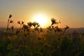 Sunflower Sunset: Balsamroots waving goodnight to papa sun