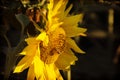 Sunflower on sunset with bee Royalty Free Stock Photo
