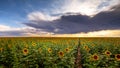 Sunflower at Sunset in a Field