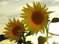 Sunflower in the sunset on a field Royalty Free Stock Photo