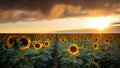 Sunflower at Sunset in a Field