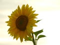 Sunflower in the sunset on a field Royalty Free Stock Photo