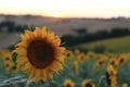 Sunflower sunset Royalty Free Stock Photo