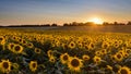Sunflower sunset landscape with setting sun Royalty Free Stock Photo