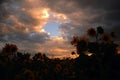 Sunflower at sunset Royalty Free Stock Photo