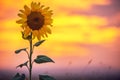 Sunflower, sunset shot Royalty Free Stock Photo