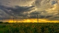 Sunflower Sunset