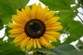 Sunflower surrounded by leaves with bees