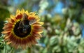 Sunflower and swallowtail on sunny Missouri day Royalty Free Stock Photo