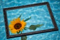 Sunflower swims in the pool, vacation feeling Royalty Free Stock Photo