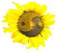 Sunflower with the symbol of yin-yang