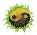 Sunflower with the symbol of yin-yang