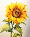 Sunflower Symphony: A Botanic Watercolor Study Using Graded Wash Technique to Highlight Environmental Triumphs in Iowa Competition