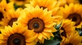 Sunflower Field in Full Bloom with golden sunlight Royalty Free Stock Photo