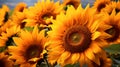 Sunflower Field in Full Bloom with golden sunlight Royalty Free Stock Photo