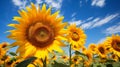 Sunflower Field in Full Bloom with golden sunlight Royalty Free Stock Photo