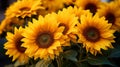 Sunflower Field in Full Bloom with golden sunlight Royalty Free Stock Photo