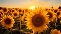 Sunflower Field in Full Bloom with golden sunlight Royalty Free Stock Photo