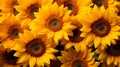 Sunflower Field in Full Bloom with golden sunlight Royalty Free Stock Photo