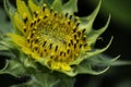 Sunflower is taken during the summer. Royalty Free Stock Photo