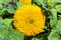 Sunflower `Teddy Bear