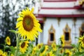 Sunflower and Temple background Royalty Free Stock Photo