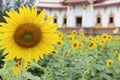 Sunflower and temple background Royalty Free Stock Photo