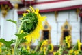 Sunflower and Temple with sky background Royalty Free Stock Photo