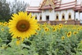 Sunflower and temple Royalty Free Stock Photo