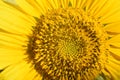 Sunflower texture and background. An agricultural crop for food and technical sunflower oil Royalty Free Stock Photo