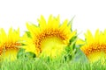 SunFlower texture and grass field background Royalty Free Stock Photo