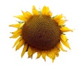 Sunflower theme 1 Royalty Free Stock Photo