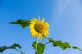 A sunflower from a throng of ants