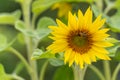 The sunflower tilts slightly to the left while a bee works on the edge of the flower. Royalty Free Stock Photo