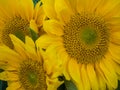 Sunflower Trio Close-Up