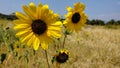 Sunflower trio sky