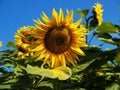 sunflower turned to the sun close up against the blue sky and other sunflowers Royalty Free Stock Photo