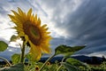 sunflower turning toward the sun after a storm