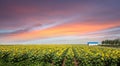 The sunflower Royalty Free Stock Photo