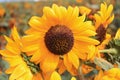 Sunflower turns towards the sun Royalty Free Stock Photo