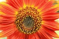 Sunflower turns towards the sun Royalty Free Stock Photo