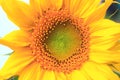 Sunflower Royalty Free Stock Photo