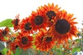 Sunflower Royalty Free Stock Photo