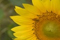 The sunflower turns  towards the sun Royalty Free Stock Photo