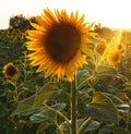 Sunflower in Tuscany. Royalty Free Stock Photo
